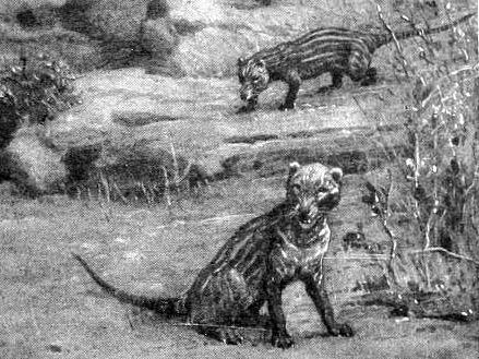 File:Life restoration of Borhyaena tuberata.jpg