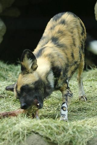 File:Lightmatter African painted dog.jpg