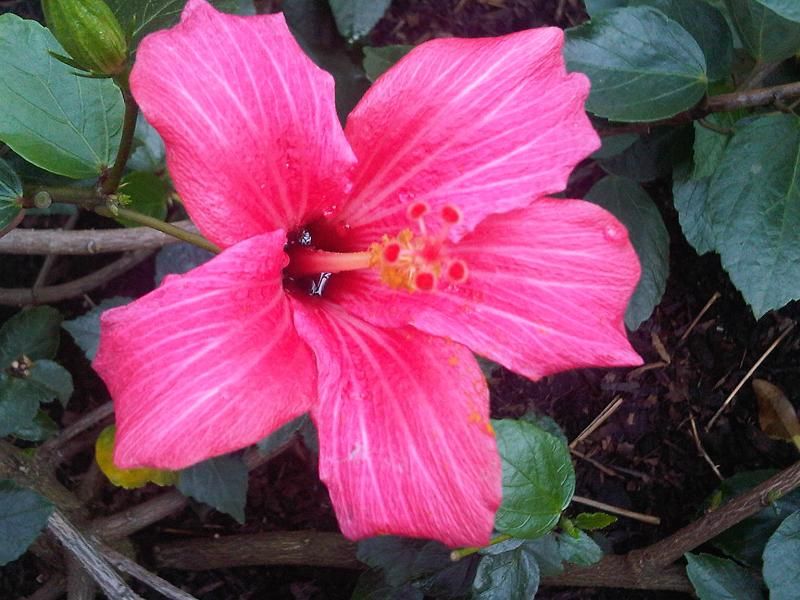 File:Malvales - Hibiscus fragilis 1.jpg