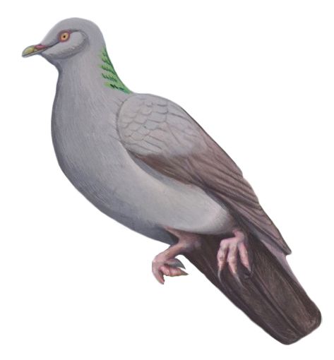 File:Mauritian wood pigeon.jpg