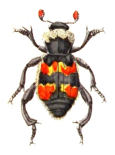 File:Nicrophorus.vespillo.-.calwer.09.10.jpg