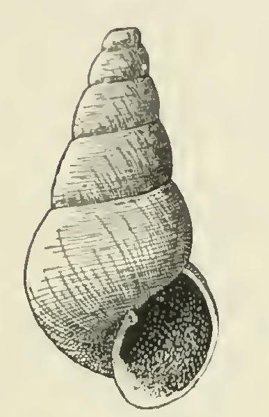 File:Odostomia calcarella 001.png