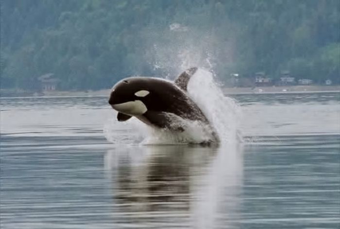 File:Orca porpoising.jpg