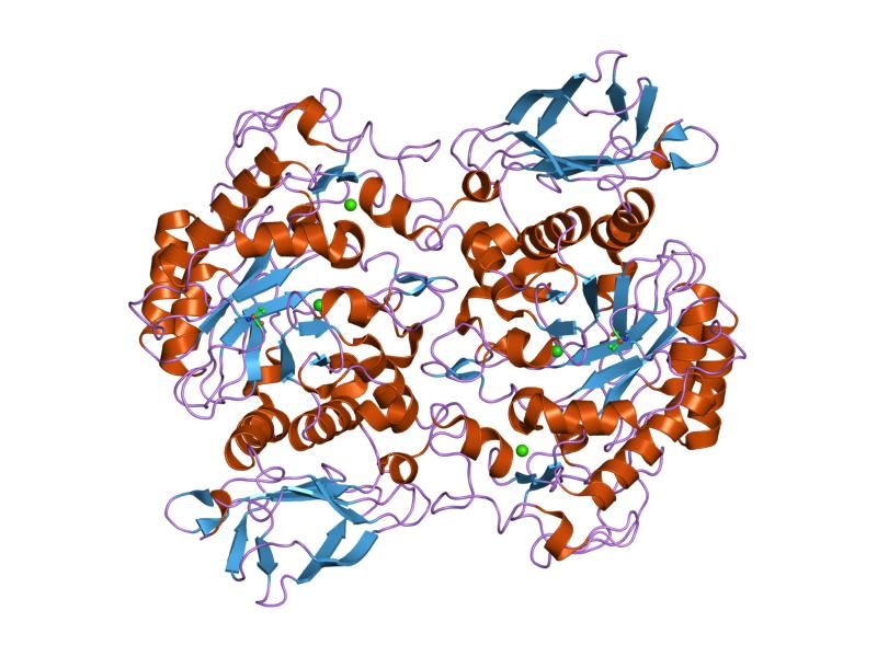 File:PDB 1xv8 EBI.jpg