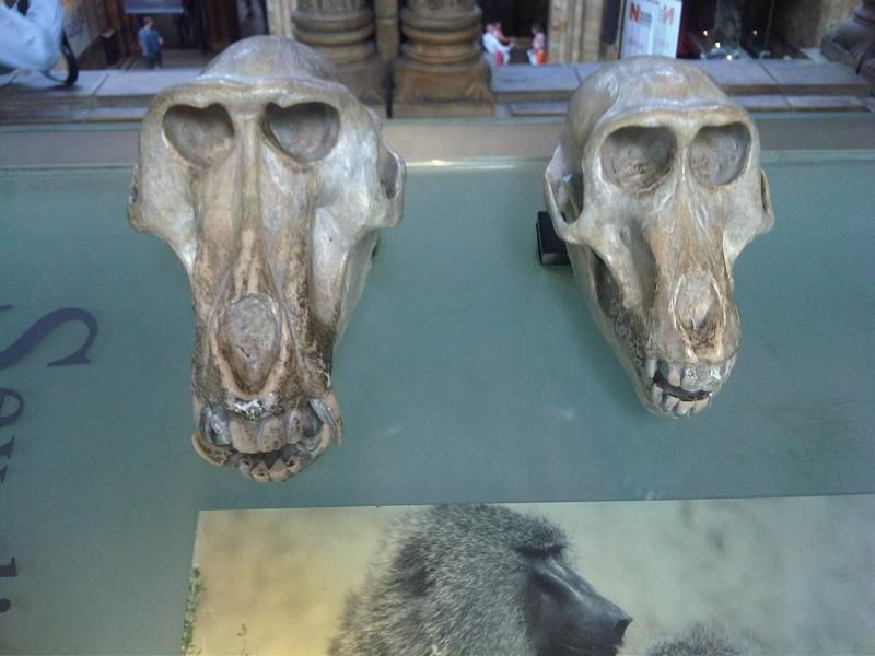 File:Papio anubis skulls.jpg