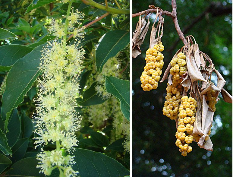 File:Phytolacca dioica (8671566611).jpg