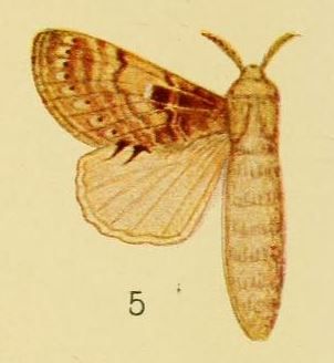 File:Pl.3-05-Odontocheilopteryx maculata Aurivillius, 1905.JPG