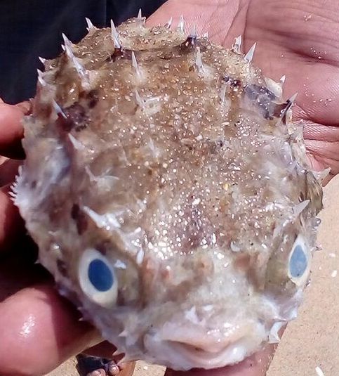 File:Porcupinefish2.jpg