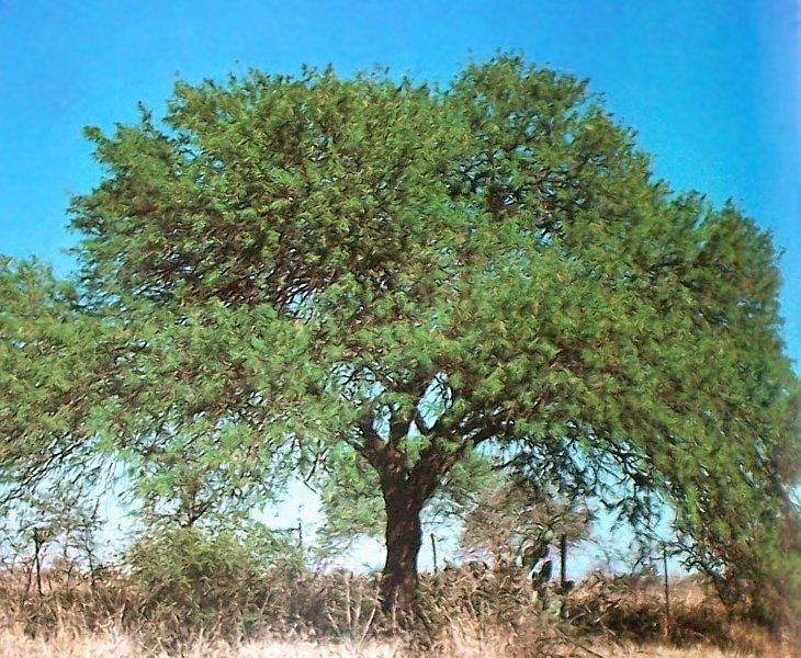 File:Prosopis nigra 1b.JPG