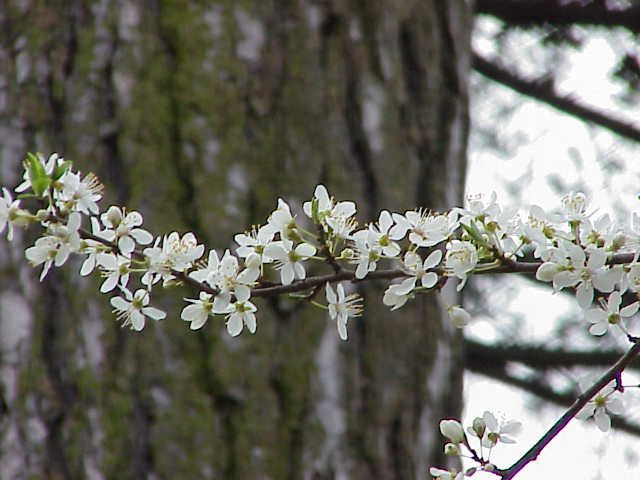 File:Prunus cerasifera0.jpg