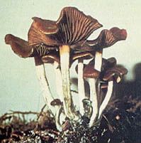 File:Psilocybe cyanescens.jpg