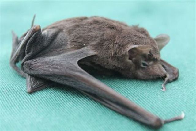 File:Seychelles sheath-tailed bat - dead.jpg