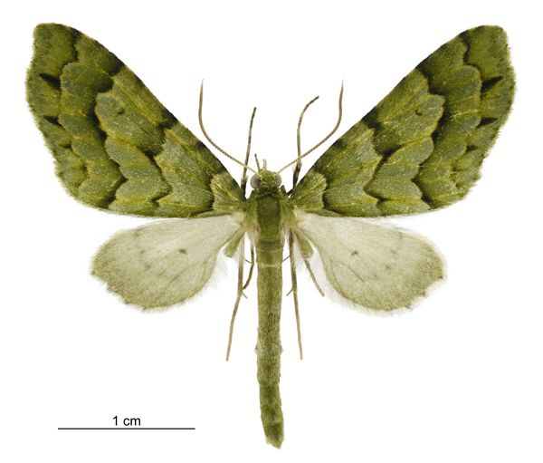 File:Tatosoma lestevata male.jpg