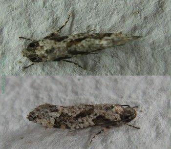 File:Tineidae-Tiquadra guillermeti-8mm-14.jpg