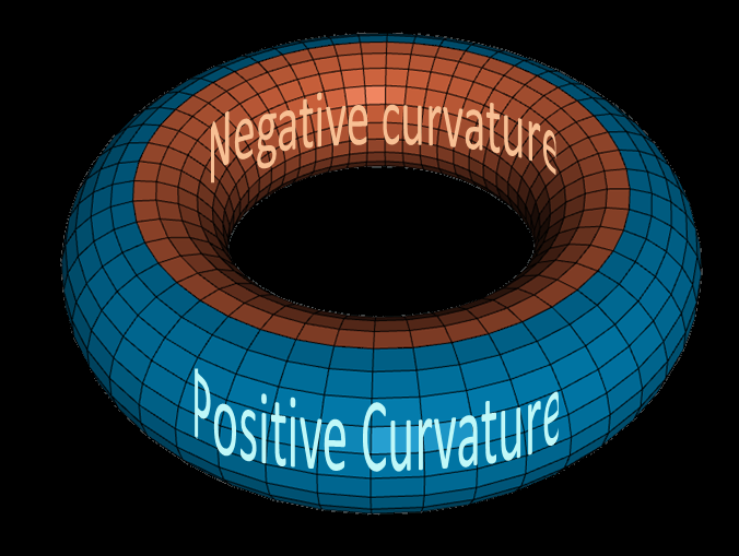 File:Torus Positive and negative curvature.png