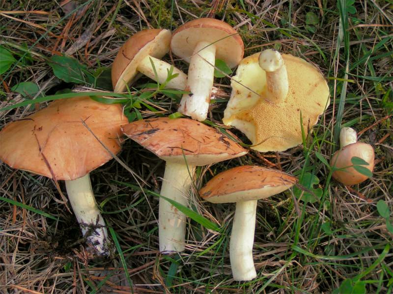 File:2004-09-07 Suillus granulatus.jpg