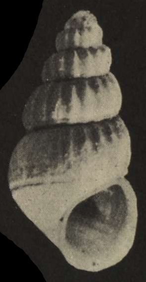 File:Alvinia gallinacea shell.jpg