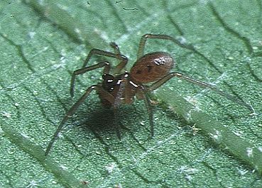 File:Callitrichia.formosana.male.-.tanikawa.jpg