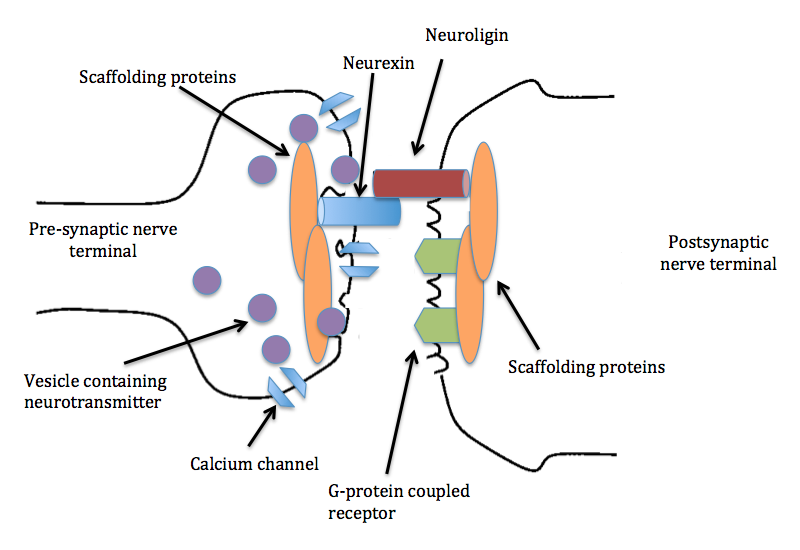 File:Cartoon of neurexin and neurolign interaction.png