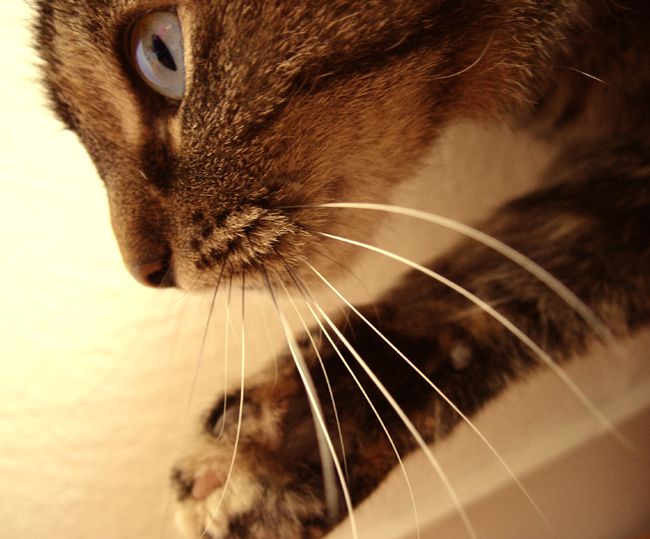 File:Cats whiskers.jpg