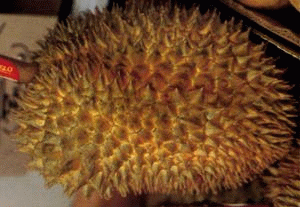 File:Durian.png