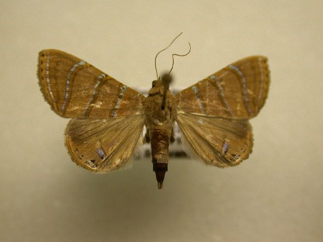 File:Eulepidotis juncida.jpg