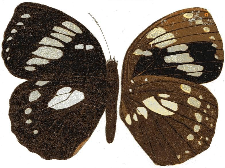 File:Euxanthe madagascariensis.JPG