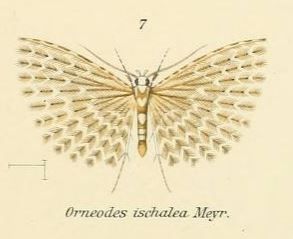 File:Fig.07-Alucita ischalea.JPG