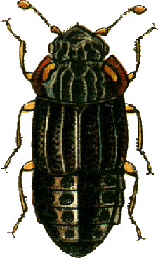 File:Micropeplus fulvus Jacobson.png