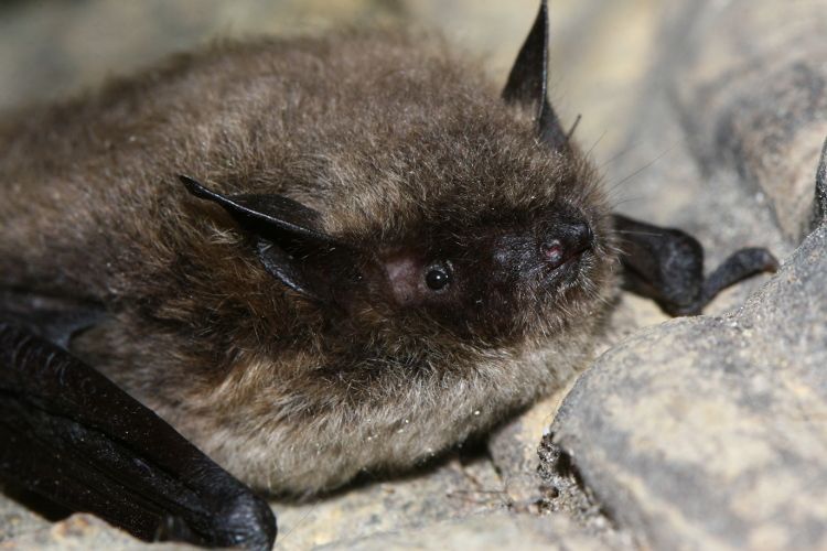 File:Myotis brandtii - Manuel Ruedi.JPG