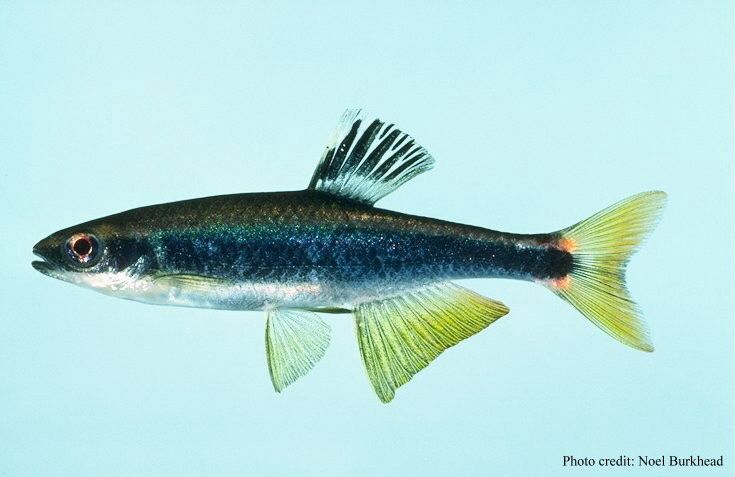 File:Notropis hypselopterus.jpg