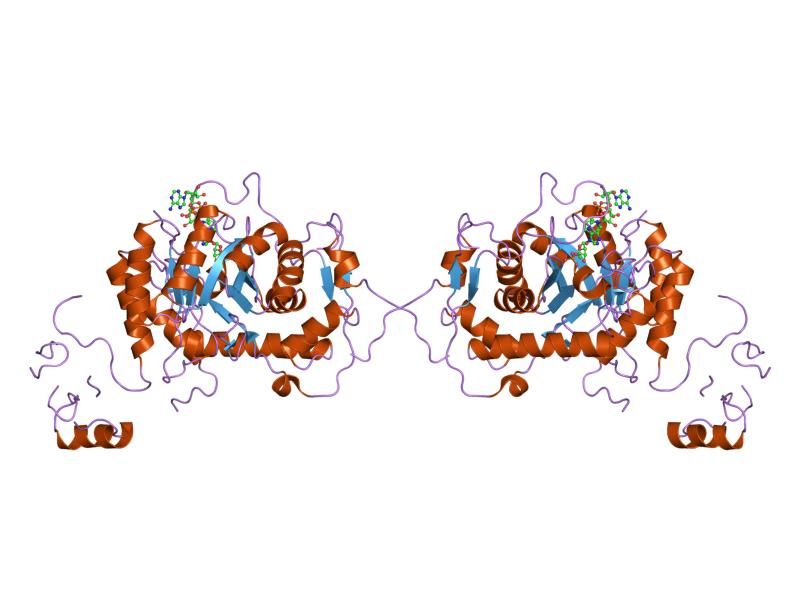 File:PDB 1nfb EBI.jpg