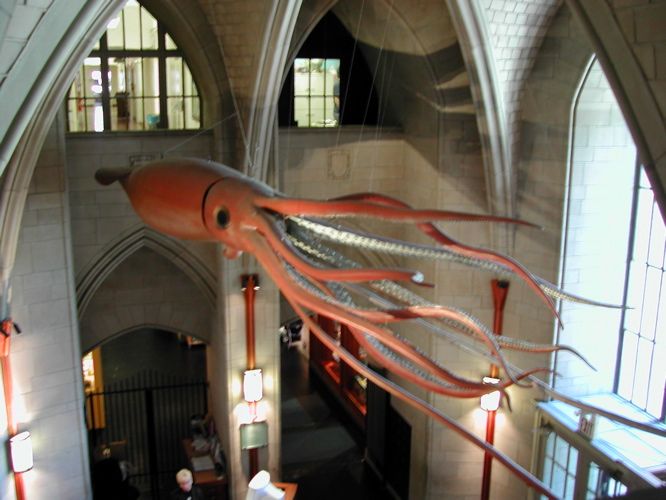 File:Peabody-Museum-Squid.jpg