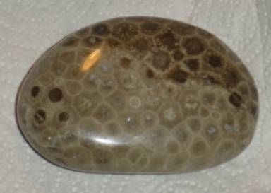 File:Petoskey stone Hexagonaria percarinata 2.jpg