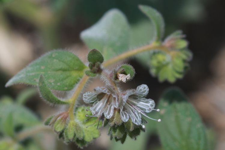 File:Phacelia grisea.jpg