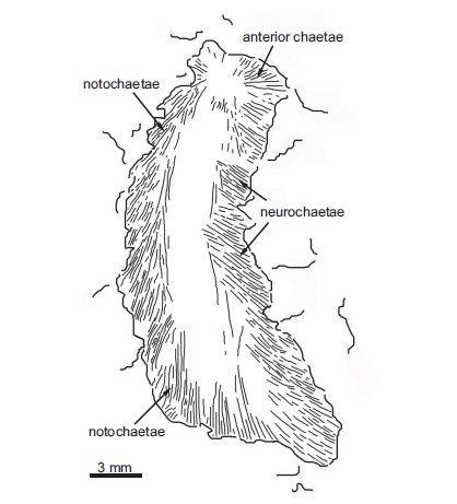 File:Phragmochaeta canicularis.jpg