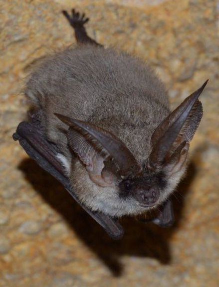 File:Plecotus austriacus (cropped).jpg