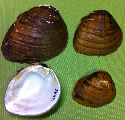 File:Pleuronaia dolabelloides.png