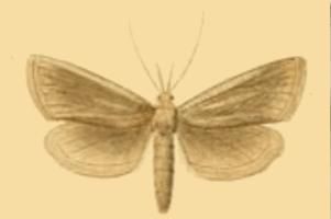 File:Pseudobissetia terrestrellus.JPG