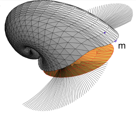 File:Pseudopelagiella exigua.png