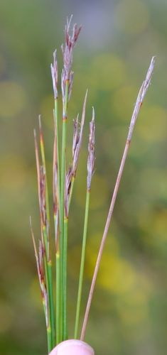 File:Sselinae inflorescences-NH-1.jpg