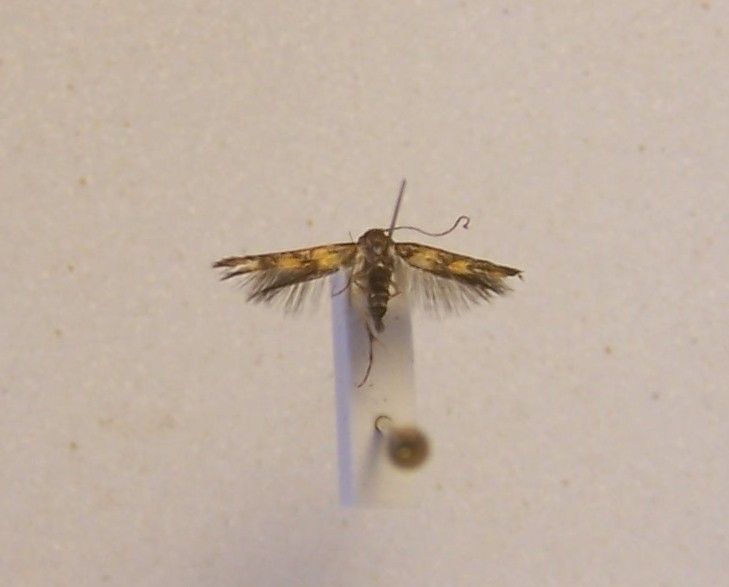 File:Stathmopoda trimolybdias 6375075.jpg