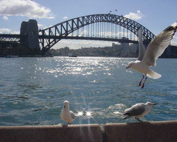 File:Sydney-Harbour Bridge and bird.jpg