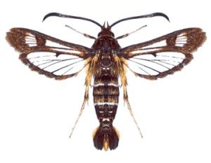 File:Synansphecia doryliformis (ento-csiro-au).jpg