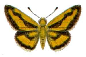 File:Taractrocera anisomorpha (ento-csiro-au).jpg