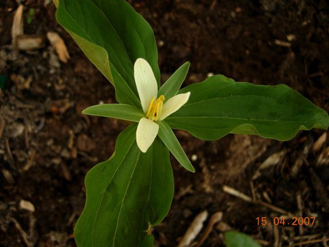 File:Trillium parviflorum.jpg