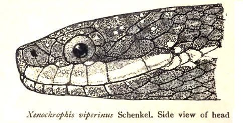 File:XenochrophisViperinusRooij.jpg