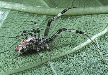 File:Zosis.geniculatus.female.1.-.tanikawa.jpg