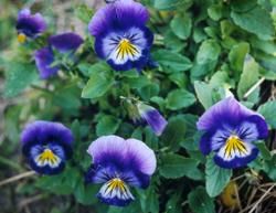 File:5p pwy pansies.jpg