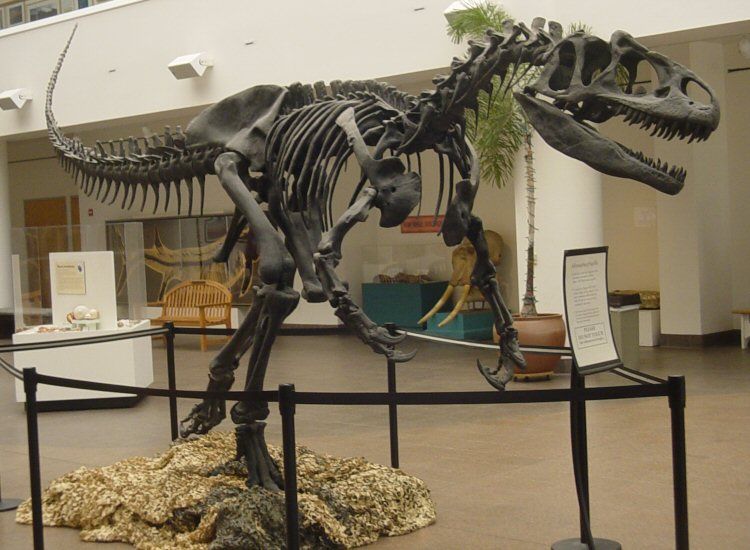 File:Allosaurus SDNHM.jpg